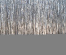 Impression of Reeds