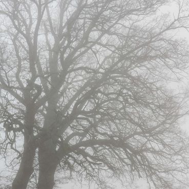 Oaks In Fog